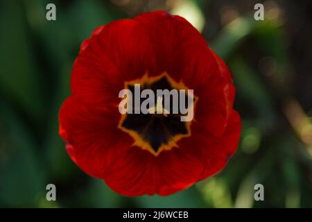 Rot geöffnete Tulpe von oben auf einem grünen Hintergrund fotografiert Nahaufnahme weichen Fokus Stockfoto