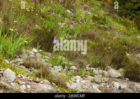 Wiese mit wilder Iris in kroatischen Bergen. Konavle Region in der Nähe von Dubrovnik und Cavtat. Stockfoto