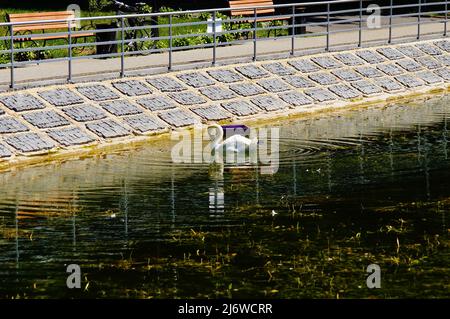 Ein Schwan schwimmt auf dem Wasser nahe der Küste. Stausee im Park Stockfoto