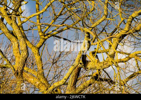 Weidenbaum, Weserbergland, Hessen, Deutschland Stockfoto