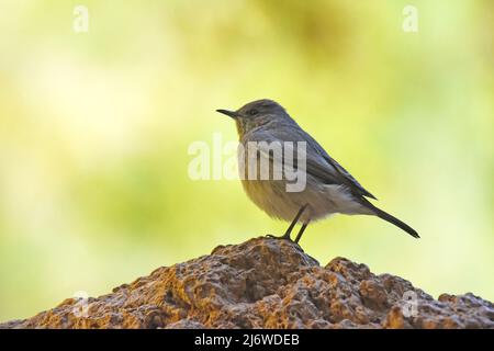 Schwarzstart (Oenanthe melanura) Stockfoto