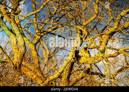 Weidenbaum, Weserbergland, Hessen, Deutschland Stockfoto