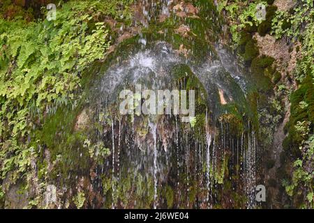 Adiantum capillus-veneris, wächst senkrecht in der Nähe von Wasserfällen Stockfoto