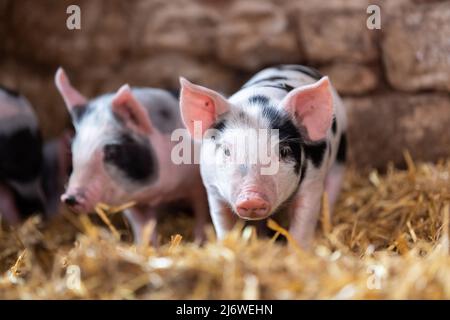 Ferkel auf Stroh in einem alten Stall. Cumbria, Großbritannien. Stockfoto