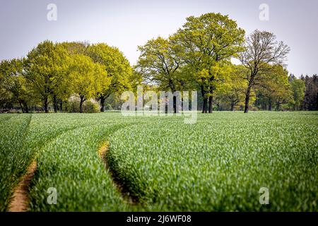 04. Mai 2022, Niedersachsen, Langenhagen: Bäume stehen bei sonnigem Wetter auf einer Wiese in der Region Hannover. Foto: Moritz Frankenberg/dpa Stockfoto