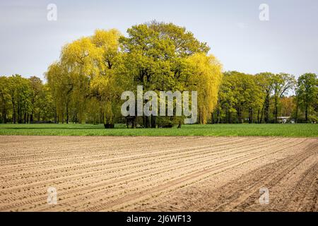 04. Mai 2022, Niedersachsen, Langenhagen: Bäume stehen bei sonnigem Wetter auf einer Wiese in der Region Hannover. Foto: Moritz Frankenberg/dpa Stockfoto