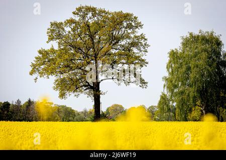 04. Mai 2022, Niedersachsen, Langenhagen: Bei sonnigem Wetter steht in der Region Hannover ein Baum auf einem blühenden Rapsfeld. Foto: Moritz Frankenberg/dpa Stockfoto