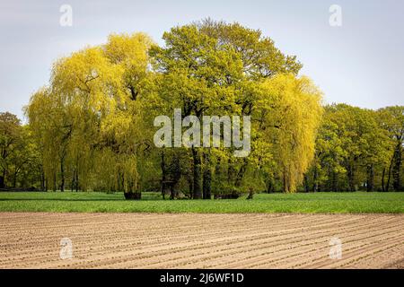 04. Mai 2022, Niedersachsen, Langenhagen: Bäume stehen bei sonnigem Wetter auf einer Wiese in der Region Hannover. Foto: Moritz Frankenberg/dpa Stockfoto