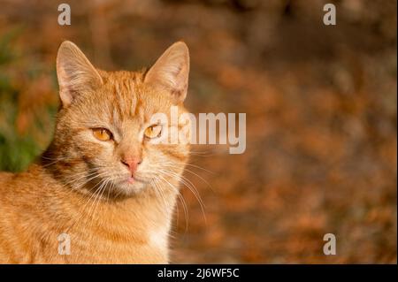 Porträt einer lustigen schönen Ingwer flauschige Katze mit orangefarbenen Augen. Im Freien auf Herbsthintergrund. Niedliche Hauskatze rot gestromt. Platz kopieren Stockfoto