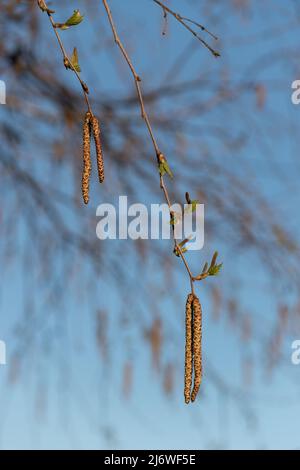 Birkenzweig aus der Nähe, Zweig mit neuen Blättern und hängenden Katzenwelken Stockfoto