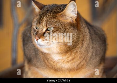 Schönes Bild der Dschungelkatze Felis Chaus auch Schilfkatze und Sumpfkatze genannt. Große braune Katze aus der Nähe. Nahaufnahme Stockfoto