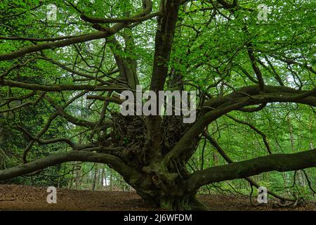 Ungewöhnlich große 200-300-jährige Buche in Surrey England Stockfoto