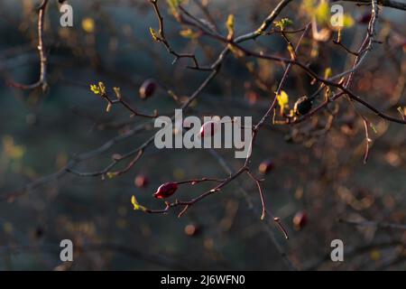 Trockene Hagebutten im Frühjahr, hinterleuchtete, verwelkte Hagebutten am Ast mit neuen grünen Blättern Stockfoto