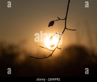 Hagebutte Silhouette gegen die Sonne, alte verdorrte Hagebutten am Ast gegen untergehende Sonne und orangener Himmel im Frühjahr Stockfoto