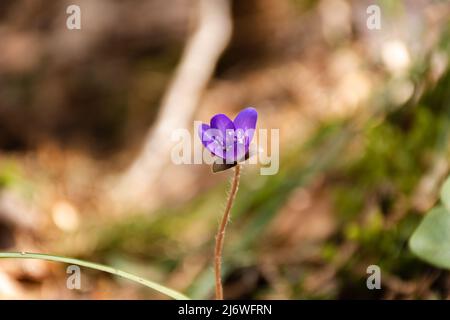 Frühe Frühlingsblume violett gemeine Hepatica Nahaufnahme auf verschwommenem Hintergrund. (Anemon-Hepatica, Hepatica nobilis, Leberblümchen, Kidneywort, Pennywort) Stockfoto