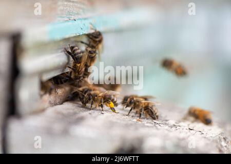 Nahaufnahme einer Biene, die in einen Bienenstock fliegt. Bienenstock aus Holz und Bienen. Bienenzuchtkonzept. Hochwertige Fotos Stockfoto