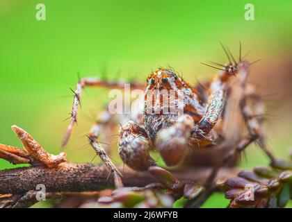 Gestreifte Luchsspinne - Oxyopes ramosus, Nahaufnahme der Spinne Stockfoto