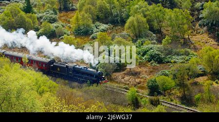 JACOBITE DAMPFZUG DURCH BIRKENWÄLDER IM FRÜHJAHR IN DER NÄHE DES DORFES MORAR SCHOTTLAND Stockfoto