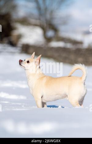 Chihuahua Hund spielt im Schnee, North Yorkshire, Großbritannien. Stockfoto