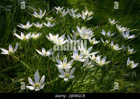 Weiße Ornithogalum-Blüten, Stern von Bethlehem, im Garten Stockfoto