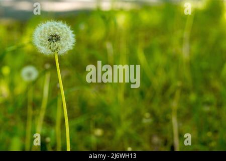 Löwenzahn auf einen unscharfen Hintergrund des grünen Grases Stockfoto