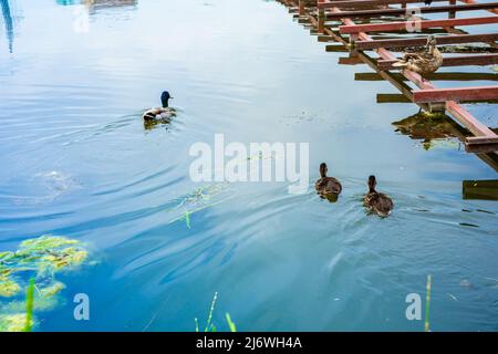 Entenfamilie schwimmt auf dem Fluss. Wildente mit Enten Stockfoto