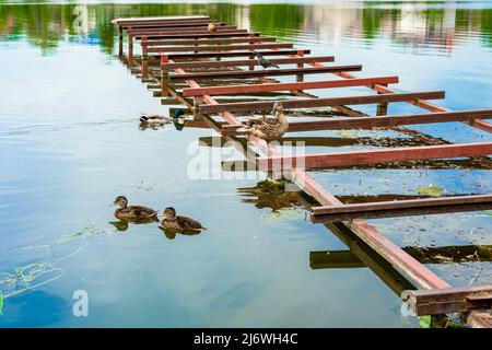 Entenfamilie schwimmt auf dem Fluss. Wildente mit Enten Stockfoto