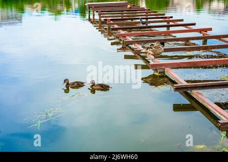 Entenfamilie schwimmt auf dem Fluss. Wildente mit Enten Stockfoto