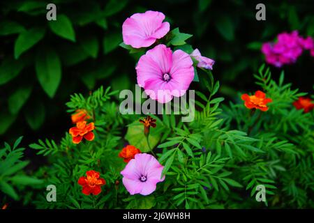 Rosa Blüten auf einem Blumenbett. Morgenrosafarben. Kleine rosa Blume Glocke Stockfoto