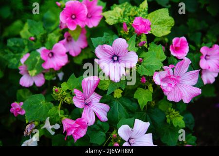 Rosa Blüten auf einem Blumenbett. Morgenrosafarben. Kleine rosa Blume Glocke Stockfoto