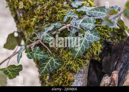 Efeu, Hedera Helix oder europäischer Efeu, der auf moosigen Ast eines Baumes klettert. Nahaufnahme Stockfoto