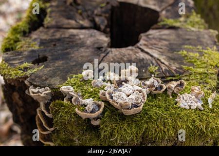 Der Stumpf ist mit Moos überwuchert. Auf dem schönen Stumpf wachsen Pilze. Nahaufnahme eines beschnitzten moosigen Baumes Stockfoto