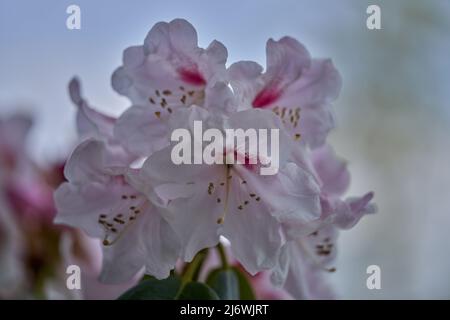 Üppige, farbenfrohe, hellrosa Rhododendron-Chionoides-Blüten aus nächster Nähe Stockfoto