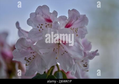 Üppige, farbenfrohe, hellrosa Rhododendron-Chionoides-Blüten aus nächster Nähe Stockfoto