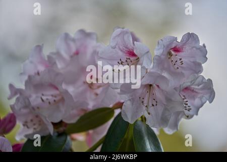 Üppige, farbenfrohe, hellrosa Rhododendron-Chionoides-Blüten aus nächster Nähe Stockfoto