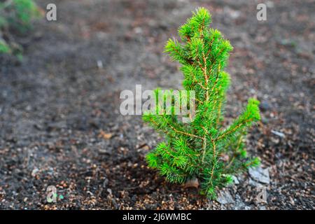 Kleiner junger Weihnachtsbaum wächst aus dem Boden. Tannensämling im Wald. Hintergrund mit Platz zum Kopieren. Stockfoto