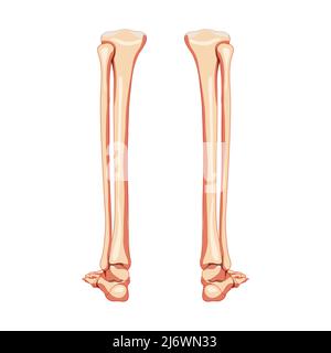 Beinschenkel, Fibel, Fuß, Knöchel Skelett menschlicher Rücken posteriore Rückenansicht. Satz anatomisch korrekter, realistischer, flacher natürlicher Farbkonzept Vektordarstellung isoliert auf weißem Hintergrund Stock Vektor