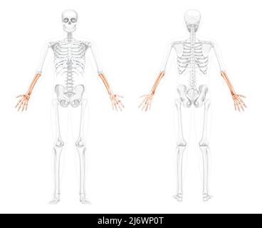 Skelett Unterarme menschliche Hand Vorderansicht mit zwei Armhaltungen mit teilweise transparenter Knochenposition. 3D realistisches, flaches natürliches Farbkonzept Vektordarstellung der Anatomie auf weißem Hintergrund isoliert Stock Vektor