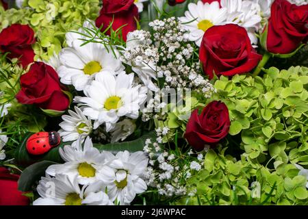 Hintergrund mit einer Vielzahl von frischen Blumen. Bouquet von roten Rosen, weißen Gänseblümchen, Grün und Wildblumen. Stockfoto