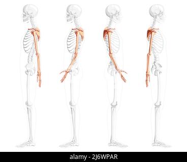 Skelett obere Extremitäten Arme mit Schultergurt menschliche Seitenansicht mit teilweise transparenter Knochenposition. Satz von Händen, Schlüsselbein, Schulterblatt, Unterarme realistisch flach Vektor-Illustration der Anatomie isoliert Stock Vektor