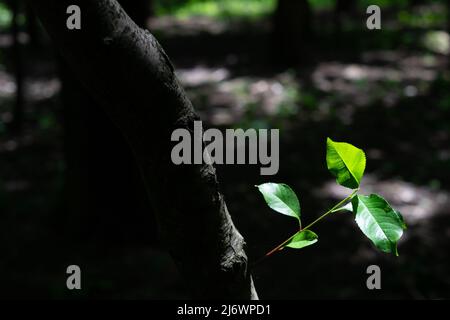 Auf einem Baumstamm wächst ein junger Spross mit einem Blatt Stockfoto