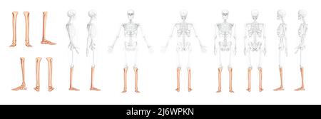 Set Skelett Bein Tibia, Fuß, Knöchel Human Front Rückseite Ansicht mit teilweise transparenten Knochen Position. 3D realistische flache natürliche Farbe Vektordarstellung der Anatomie isoliert auf weißem Hintergrund Stock Vektor