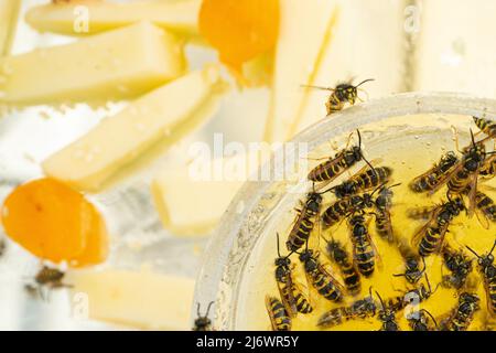 Viele Wespen essen Honig aus einer Schüssel. Delikatessen. Honig und Melone auf einem Teller. Stockfoto