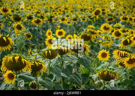 Sonnenblumen wachsen dicht zusammen auf dem Feld. Wachsende