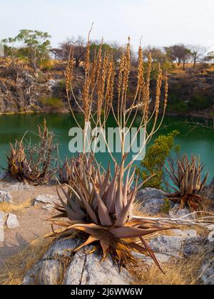 Sukulenten am Otjikoto See Stockfoto