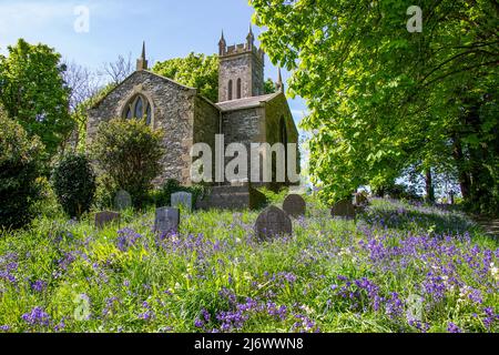 Bluebells Blue Bells wachsen auf dem Kirchhof oder Friedhof, der Grabsteine oder Grabsteine bedeckt Stockfoto