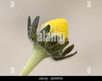 Gemeine Gänseblümchen, Bellis perennis, Blütenkopf, der Norfolk säen wird, April Stockfoto