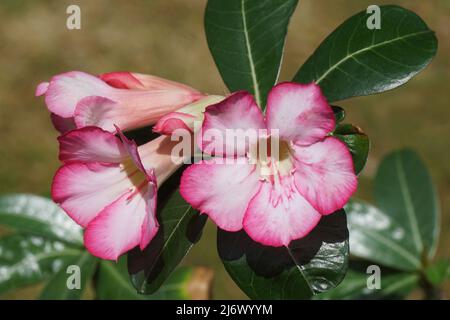 Nahaufnahme der Blüten von Adenium obesum, Wüstenrosenpflanze, Familie der Hagebranngewächse Apocynaceae. Zimmerpflanze. Verschwommener Garten. Frühling, Niederlande. Stockfoto