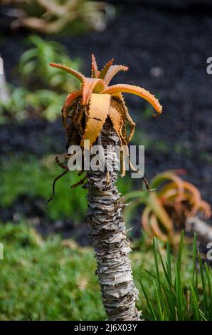 Teneriffa, Kanarische Inseln im September Stockfoto