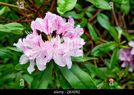 Rhododendron-Zweig mit rosa Blüten und Tau-Regentropfen in einem blühenden Garten Stockfoto